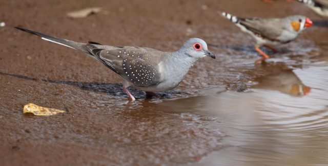 Diamond Dove