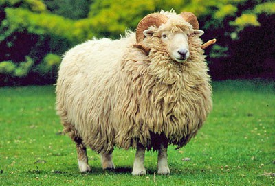 Drysdale sheep