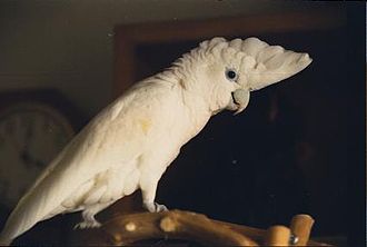 Ducorps’ Cockatoo