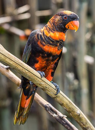 Dusky Lory