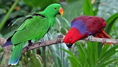 Eclectus Parrot