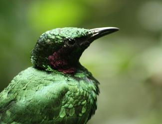 Emerald Starling