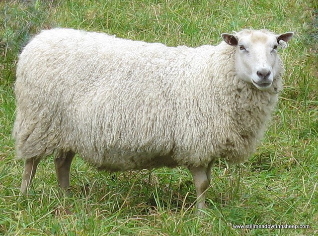 Finnsheep