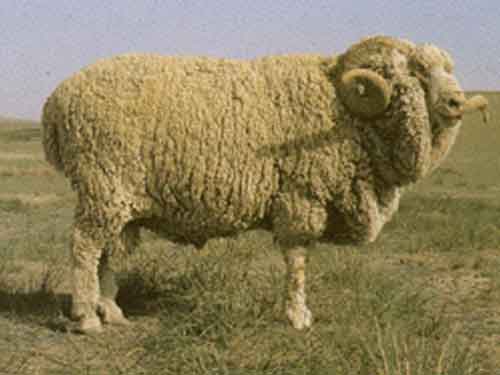 Gansu Alpine Fine-wool sheep | petmapz by Dr. Katz, Your