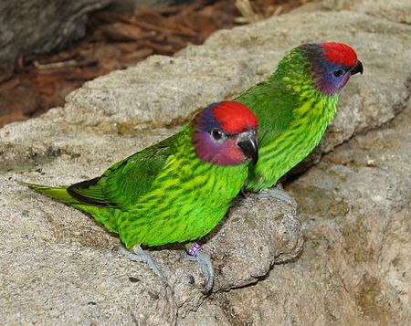 Goldie's Lorikeet | petmapz by Dr. Katz, Your veterinarian endorsed pet ...