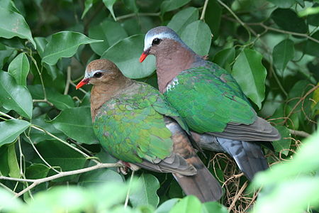 Green Winged Pigeon