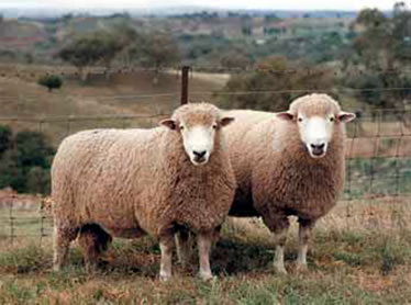 Gromark sheep