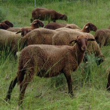 Guirra sheep