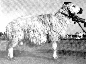 Hasht Nagri sheep