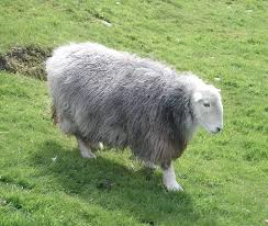 Herdwick sheep