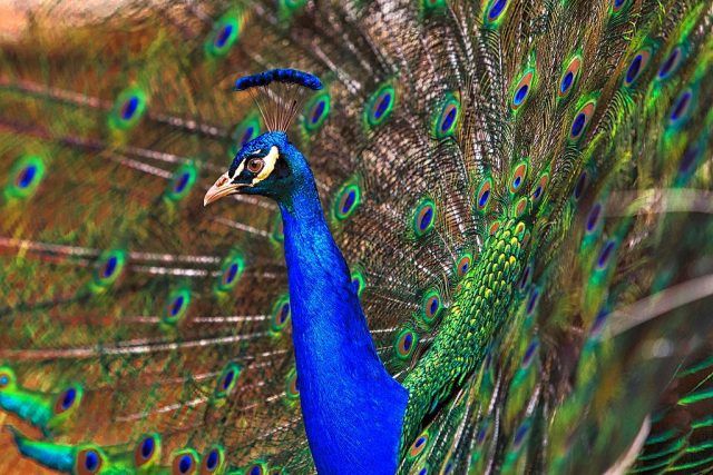 Indian Blue Peafowl