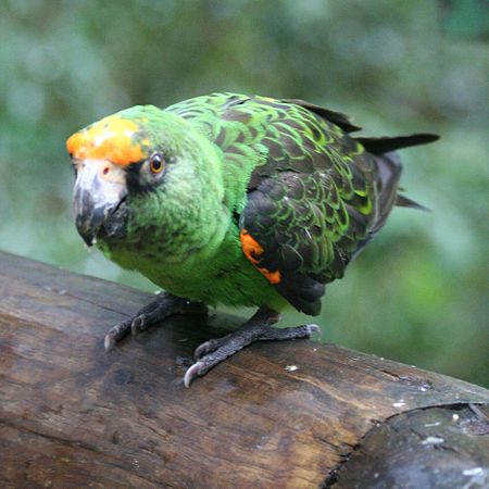 Jardine’s Parrot