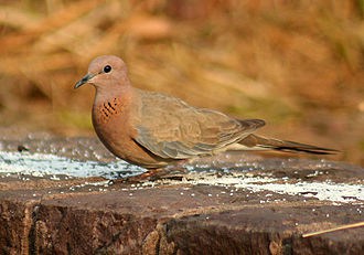 Laughing Dove