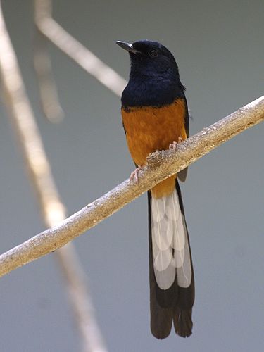 Magpie Robin