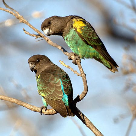 Meyer’s Parrot