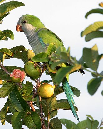 Monk Parakeet