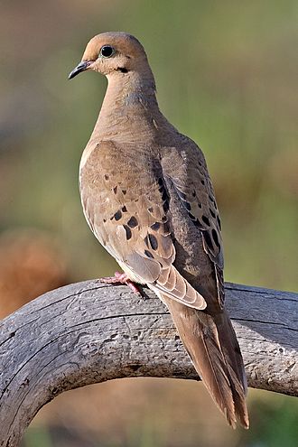 Mourning Dove