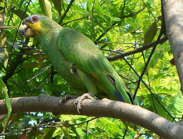 Orange Winged Amazon Parrot