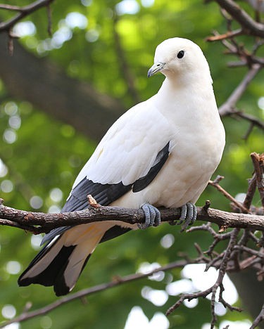 Pied Imperial Pigeon