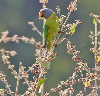 Plum Headed Parakeet