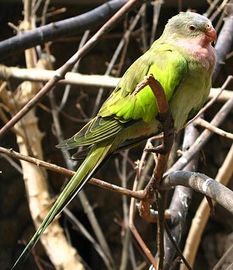 Princess of Wales Parakeet