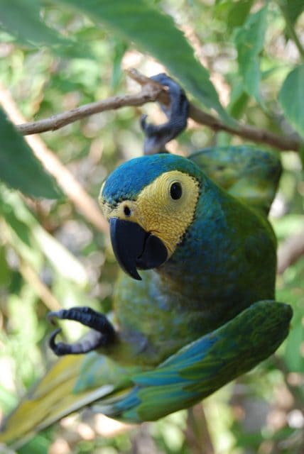 Red Bellied Macaw