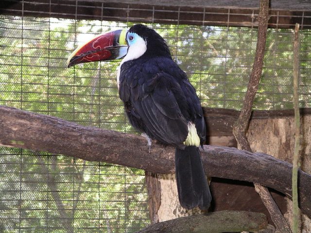 Red Billed Toucan