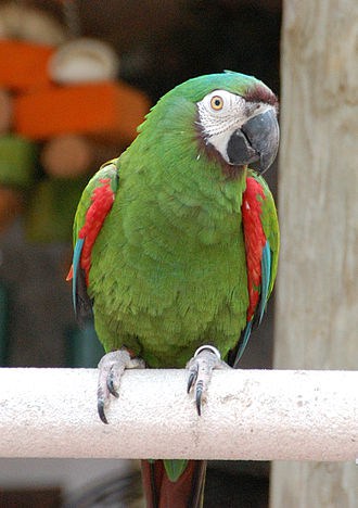 Severe Macaw