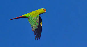 Slender Billed Parakeet