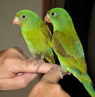 Tovi Parakeet