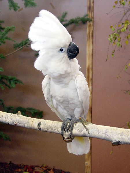 umbrella cockatoo picture