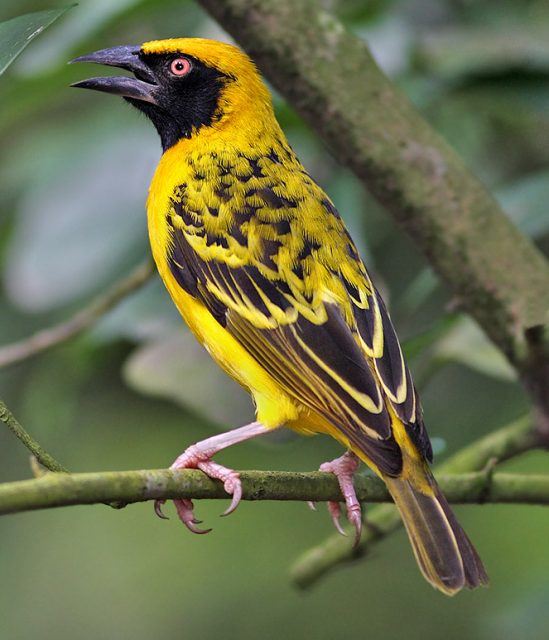 Village Weaver