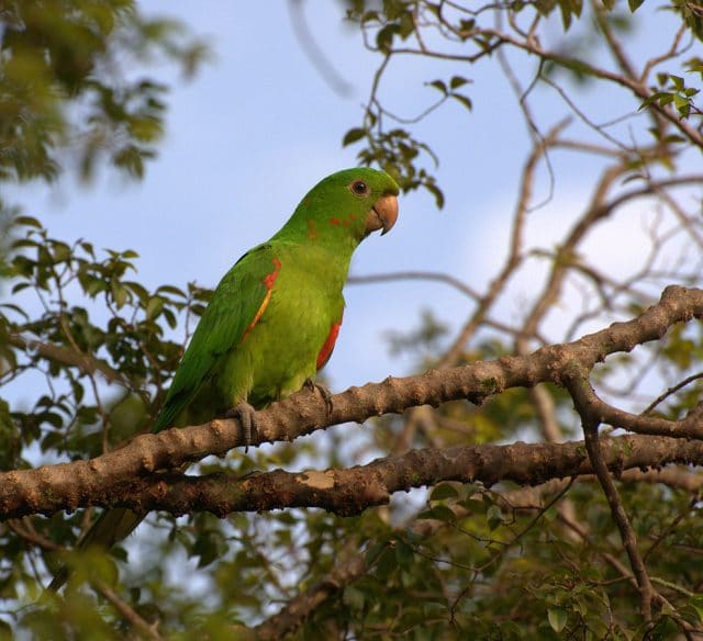 White Eyed Conure