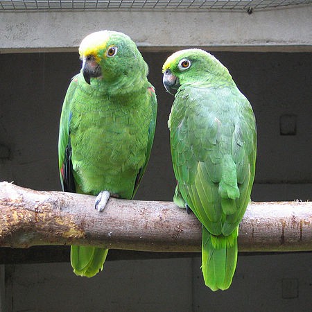 Yellow Fronted Amazon Parrot