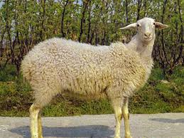 Hu sheep