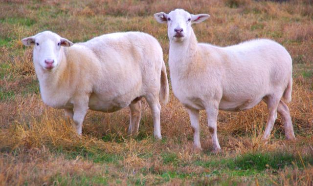 Katahdin sheep