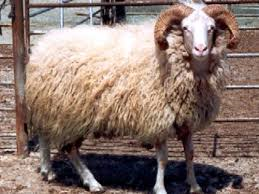 Kivircik sheep