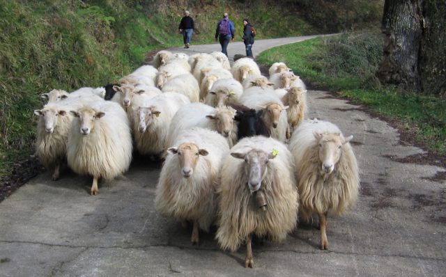 Latxa sheep