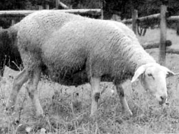 Luzein sheep