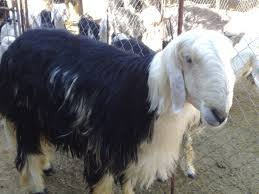 Najdi sheep