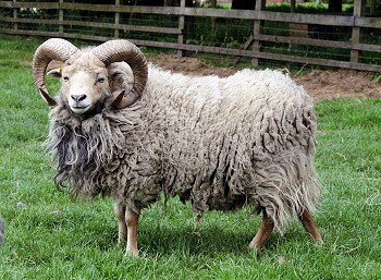 North Ronaldsay sheep