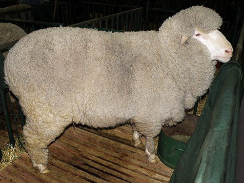 Panama sheep