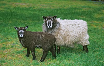 Perendale sheep