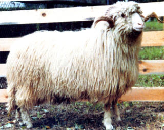 Polish Mountain Sheep