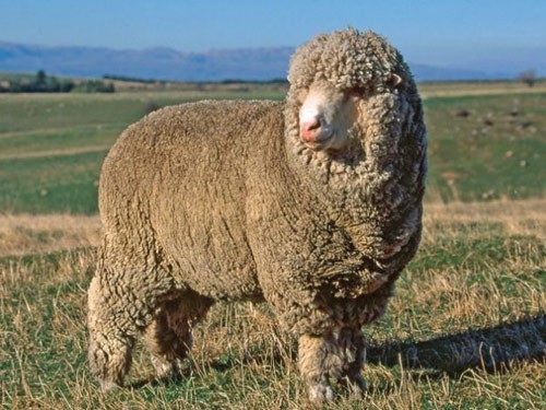 Polwarth sheep | petmapz by Dr. Katz, Your veterinarian endorsed pet ...