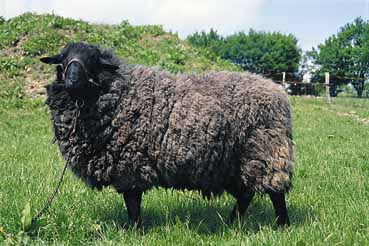 Pomeranian Coarsewool sheep