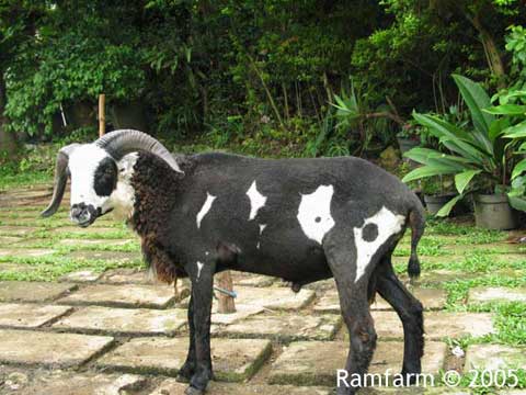 Priangan sheep