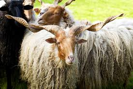 Racka sheep