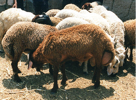 Rahmani sheep