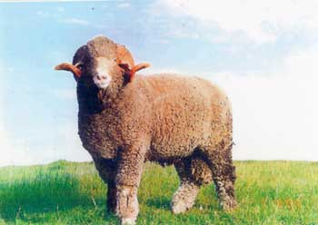 Rambouillet sheep